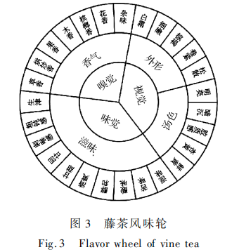 藤茶感官特征定量描述分析与风味轮构建5